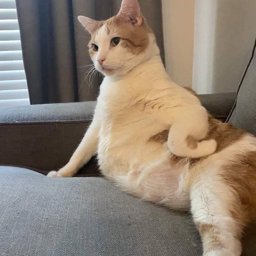 Cutegirlxx profile image