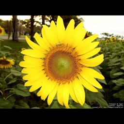 Fangss profile image