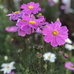 Khimmi profile image