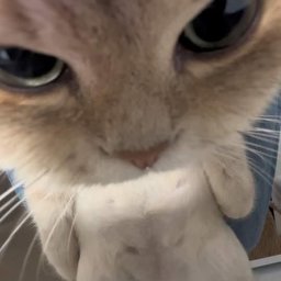 Kuromitale profile image