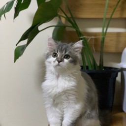 Mecqueen profile image