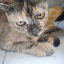 Melmild profile image