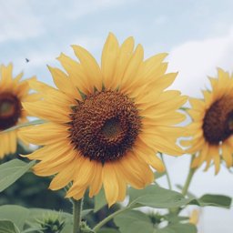 Pafunt6 profile image