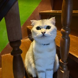 Pilaiku profile image