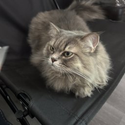 Viviannn profile image