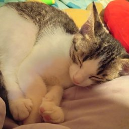 beeyuio88 profile image