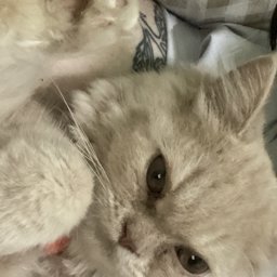 diaena profile image