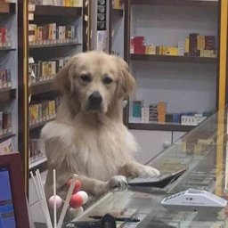 lukalunch210 profile image