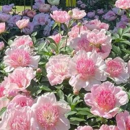 passacholfon profile image