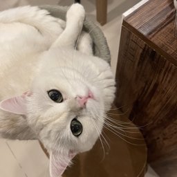 sugusas profile image