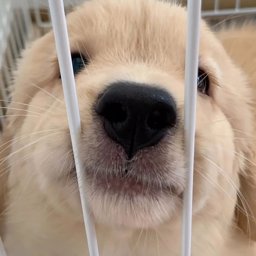 superluvbs profile image