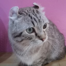 tarnspp profile image