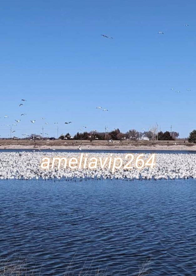 Amelia VIP ต่างประเทศ​ทั่วโลก​ 🌍💯💸💸