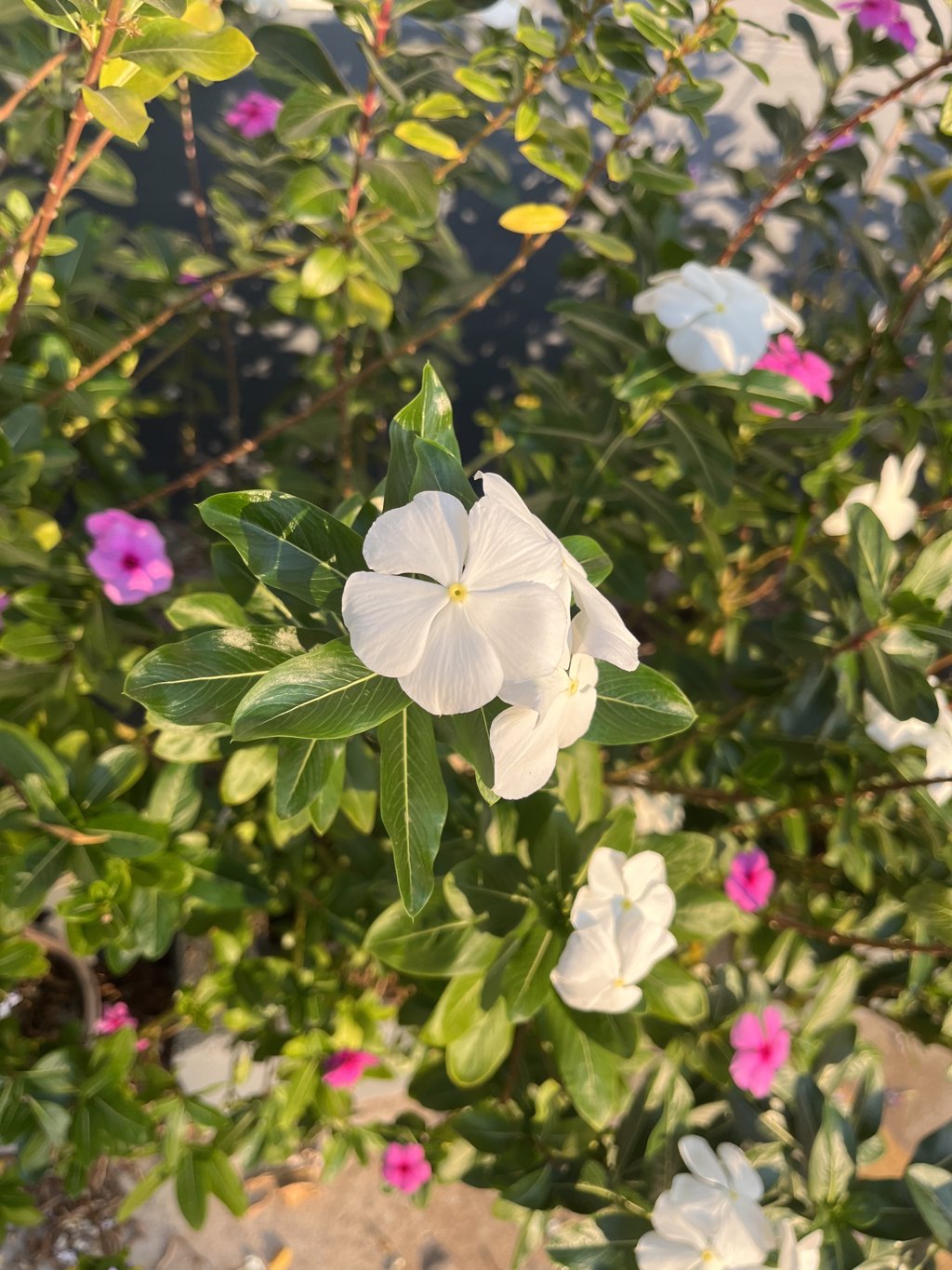 หาพี่ใจดีดูแล 🥺รายเดือน 30k+-🫣 น้องเรียนมหาลัยอยู่อยากมีค่าเทอม ลองคุยได้น้าา อยากพูดคุยเพิ่มเติมทักมาขอไลน์ในอินบ็อกได้ค่ะ🥹