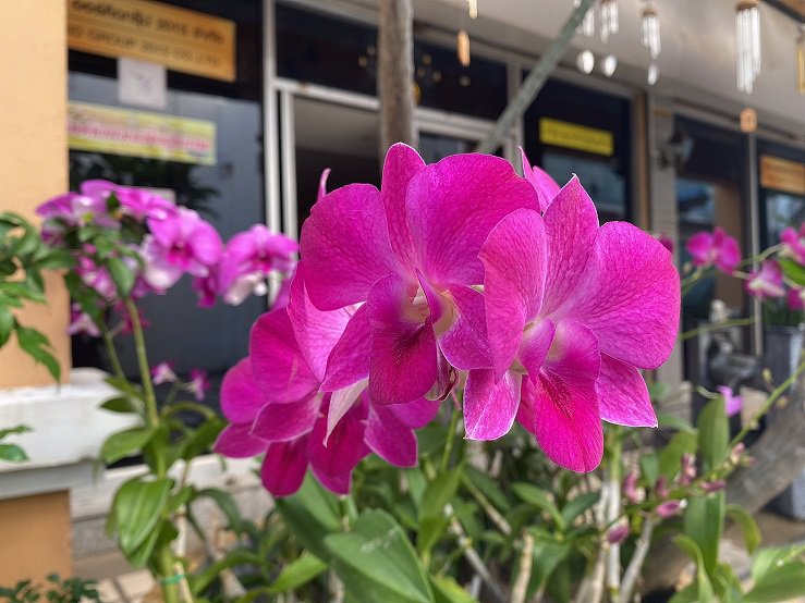 รับสมัครชายหนุ่มรักงานบริการ ร่วมงานออร์คิดกรุ๊ป ใกล้สนามบินดอนเมือง รังสิต ฟูลไทม์ พาร์ทไทม์ มีที่พัก ไลน์ chunklajambal