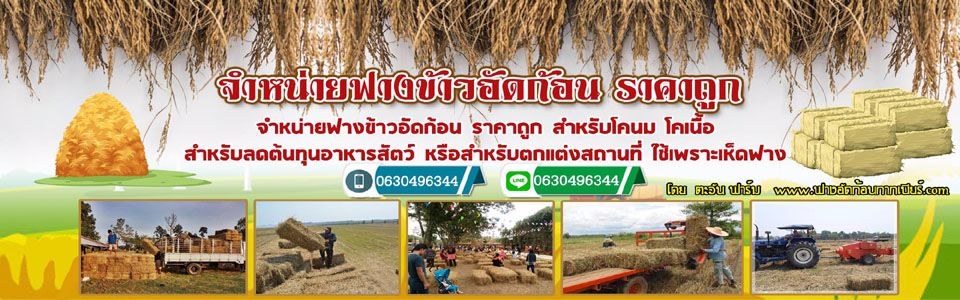ขายฟางอัดก้อน ฟางข้าว (แบบก้อน) ใช้ลดต้นทุนเลี้ยงวัว สำหรับตกแต่งสถานที่ จัดงานอีเวนท์