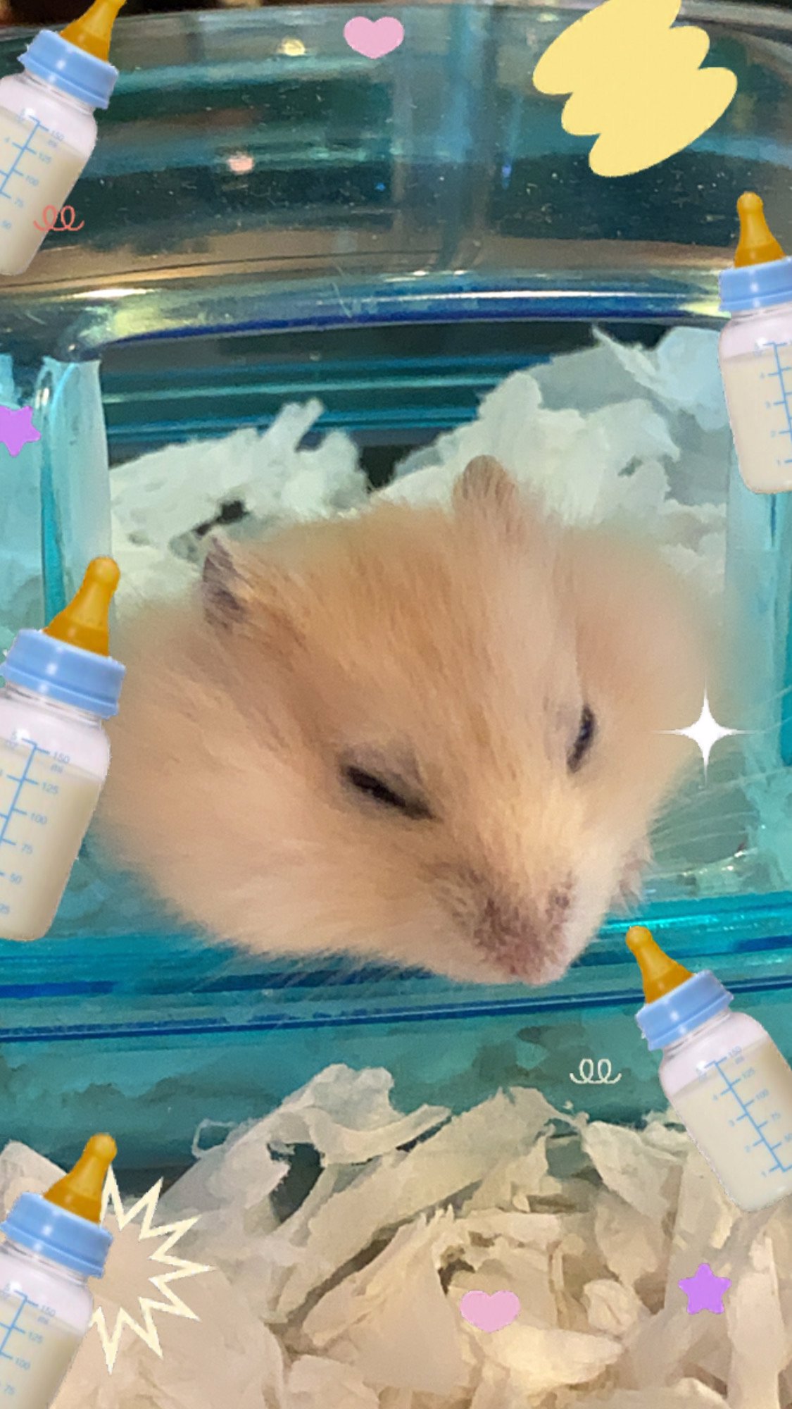 ขายแฮมสเตอร์น่ารัก..2 ตัวพร้อมของแถมเพียบ