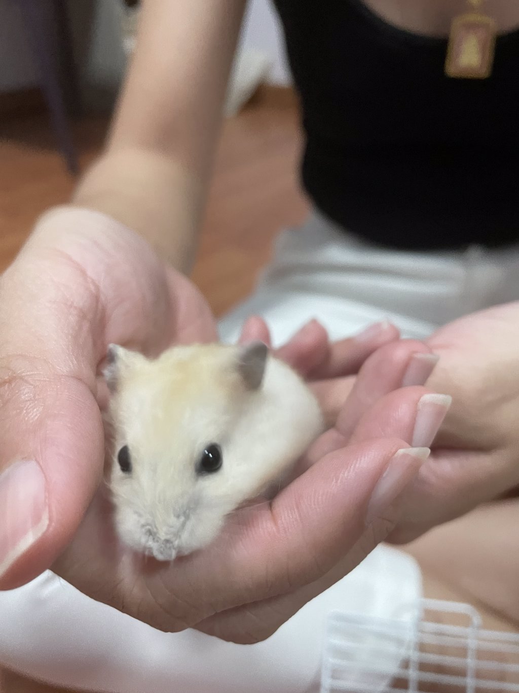 ขายต่อหนูแฮมเตอร์+กรงพกพา+อาหาร 200บาท